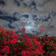 { لا تَدْرِي لَعَلَّ اللَّهَ يُحْدِثُ بَعْدَ ذَٰلِكَ أَمْرًا}  WhatsApp Channel