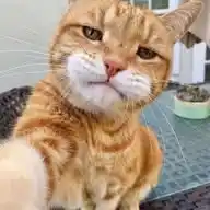 Links WhatsApp Channel