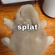 ⊹ ࣪ ˖𐙚 𝓂𝒾𝒶'𝓈 𝒶𝒸𝓉𝒾𝓋𝒾𝓉𝒾𝑒𝓈 ⋆🐇° WhatsApp Channel