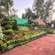 Nobel Plants🌱 Nurcery Farm Pattoki WhatsApp Channel