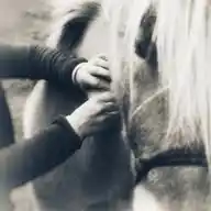 Shiatsu Équin & Canin - HORSE & BALANCE WhatsApp Channel