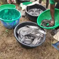 The KINGFISHER CATFISH WhatsApp Channel