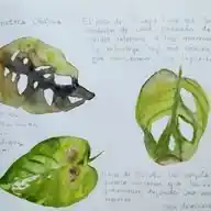 Arte y arquitectura naturalista WhatsApp Channel