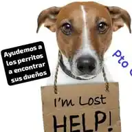 Perritos Perdidos Puerto Cortes Hn WhatsApp Channel