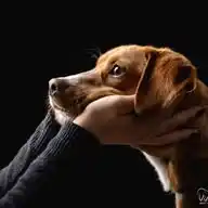 Projekt Pusztahunde e.V. WhatsApp Channel