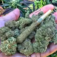 smoking gangsters WhatsApp Channel