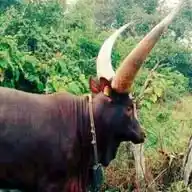 EBIKWATIRINE N'ANKORE 🐄 WhatsApp Channel