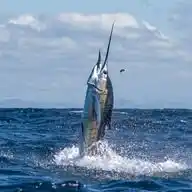 Fishing Report WhatsApp Channel