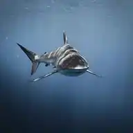Market News Update (Black Sea Shark -  IND) WhatsApp Channel