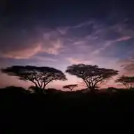 Tanzania Safari WhatsApp Channel
