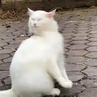 aufaherdipaw WhatsApp Channel