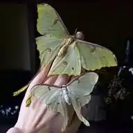 𝖇̶ 🍃̸͔ ׁ 𝐵orboleʈas 𝑃oeʈa͟s WhatsApp Channel