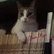 EL GATITO DE BIBLIOTECA WhatsApp Channel