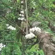 Flowers,Peony＆Phalaenopsis WhatsApp Channel