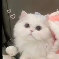 🌷 ྀི ⁺ 𝙏𝙚𝙨𝙩𝙞 𝘼𝙙𝙚𝙧𝙧𝙪 𝙎𝙩𝙤𝙧𝙚 𝅄⭒♡ ᪲ WhatsApp Channel
