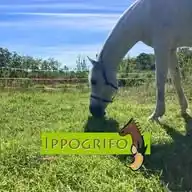 Ippogrifo Rimini  WhatsApp Channel