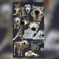 🐾🐺Izzythewolf🐺🐾 WhatsApp Channel