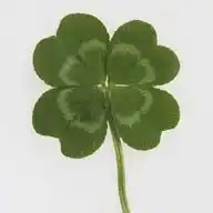 just a little bit! 🍀 WhatsApp Channel