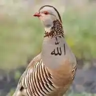 L'amour de Islam WhatsApp Channel