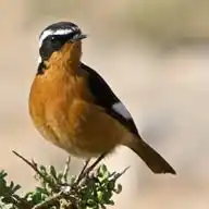 MaghrebOrnitho WhatsApp Channel