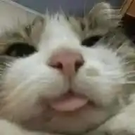 silly cats WhatsApp Channel
