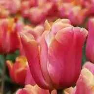 TulipanoRosa WhatsApp Channel