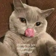 Vaa puess WhatsApp Channel