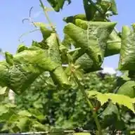 🍇Viticoltura Nervesa della Battaglia  WhatsApp Channel