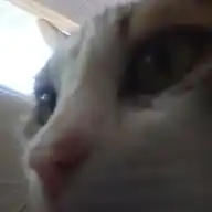 🐱 WhatsApp Channel