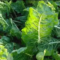 Mitchells Plain Allotment Garden Society (MAGS) WhatsApp Channel