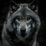 WOLF ANALYSIS 🐺 🐺  WhatsApp Channel