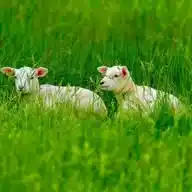 الثروة الحيوانية WhatsApp Channel