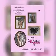 Ankerhunde ⚓ 🐶 WhatsApp Channel