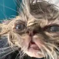 Figurinhas De Gato WhatsApp Channel