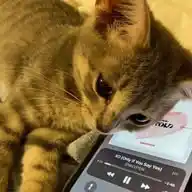 kale's leftover WhatsApp Channel