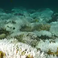 La Biodiversité WhatsApp Channel