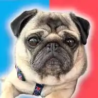 Pangpang the Pug Official WhatsApp Channel
