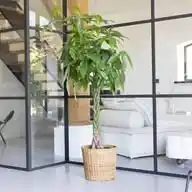 Planten.nu  ( Planten Kopen) WhatsApp Channel