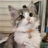 Cat's Lover's WhatsApp Channel