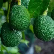 DEO EXPORTER OF QUALITY AVOCADO FROM TANZANIA WhatsApp Channel
