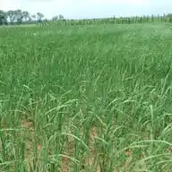 SAMVICKY PRINTS AND FARM MANAGEMENT WhatsApp Channel