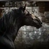 Cavallo Murgese WhatsApp Channel