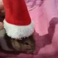 🎄🫶🏼𝕴𝖙𝖟𝖟_𝕺𝖓𝖑𝖞_𝕸𝖊🫶🏼🎄 WhatsApp Channel