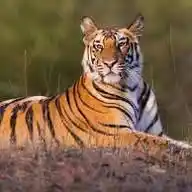 Wildlife Uncensored WhatsApp Channel