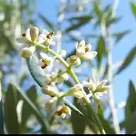 🌸Bachblüten-Expertin🌸 WhatsApp Channel