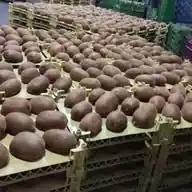 آراگیل اکسپورت  کیوی  و برنج 🥣 WhatsApp Channel