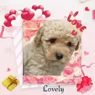 Caniches 🐩Huellitas Pretty WhatsApp Channel