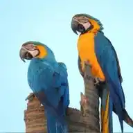 CenárioMT - Mundo Animal WhatsApp Channel
