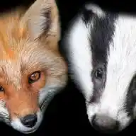Fox&Badge WhatsApp Channel