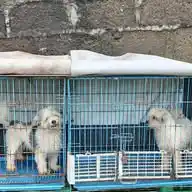Lhasa Apso Breeders Group WhatsApp Channel